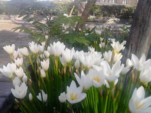 楊浦婚姻律師告訴你如何解決離婚生第二個孩子不能分開的破裂婚姻？