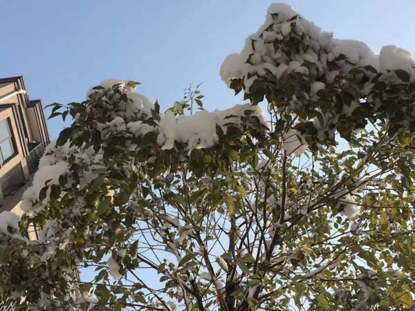 離婚糾紛中彩禮款的處理是怎樣的？上海比較出名的律師事務所為您解答